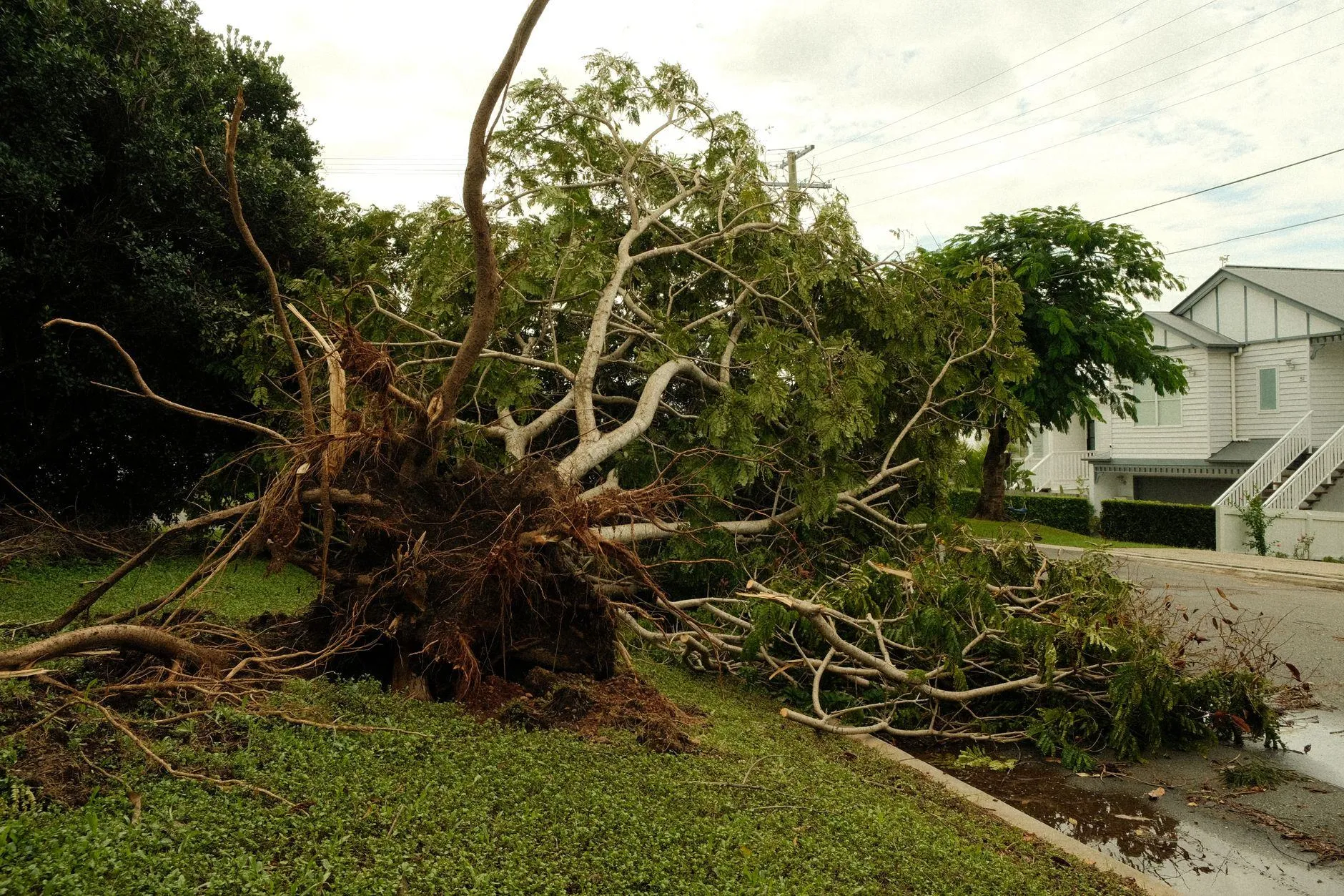 An uprooted tree lying across a grass verge beside a house after a storm